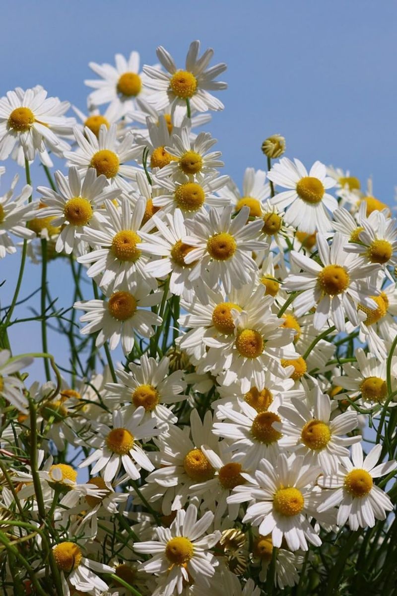 Chamomile