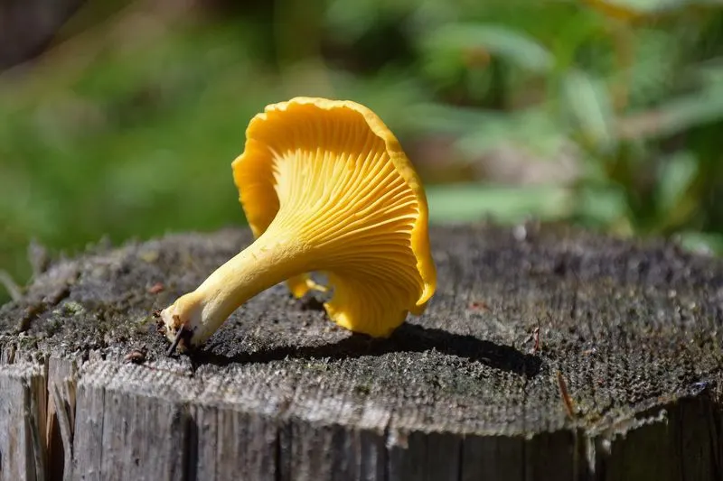Chanterelle Mushrooms
