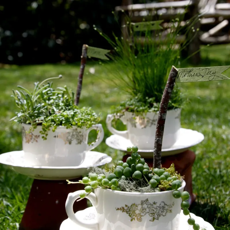 Charming Teacup Planters