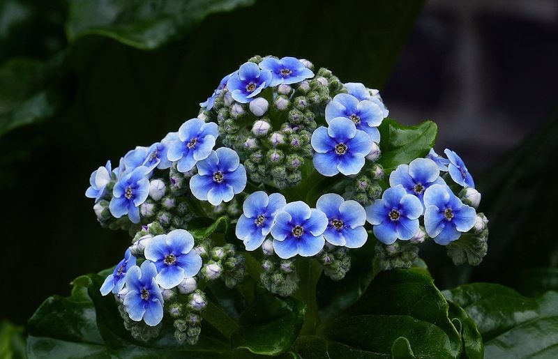 Chatham Island Forget-Me-Not