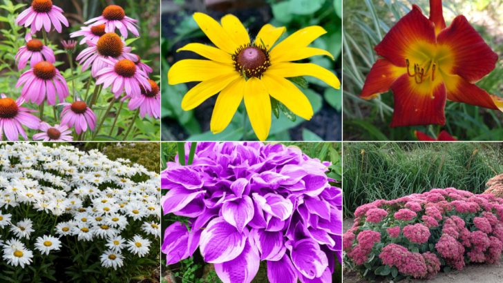 24 Cheap Perennials to Grow That Will Make Your Garden Full of Color