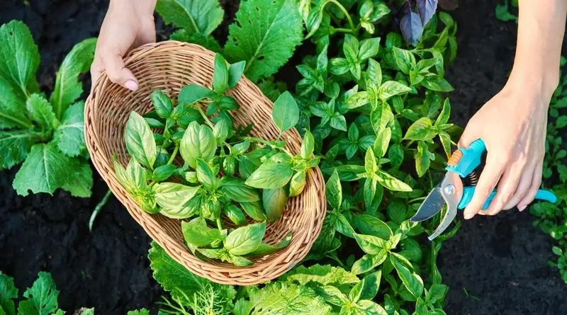 Check Regularly for Pests