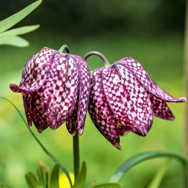 Checker Lily