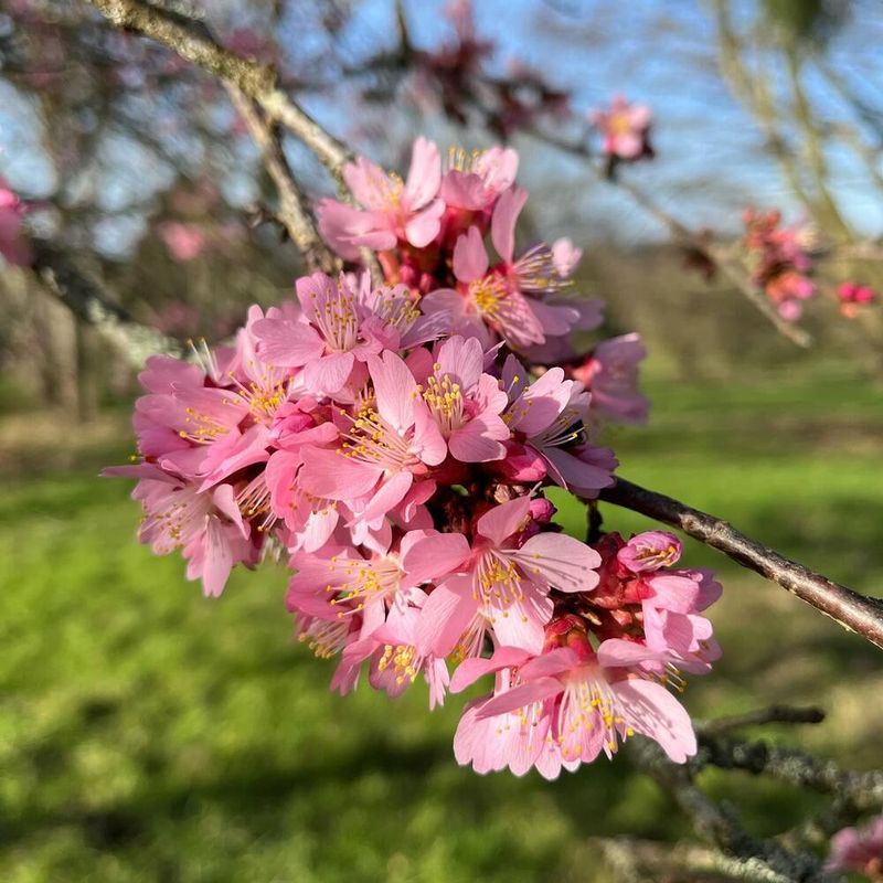 Cherry Blossom