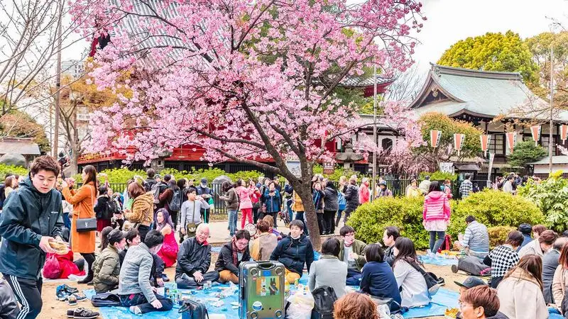 Cherry Blossom Viewing in Japan