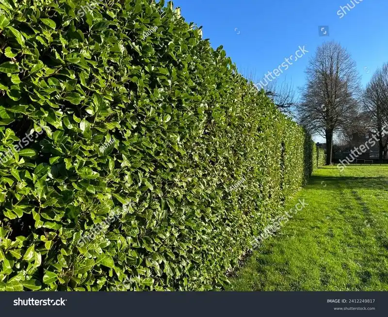 Cherry Laurel Screen