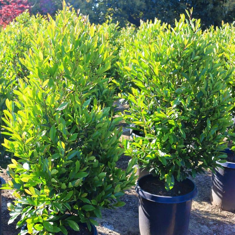 Cherry Laurel