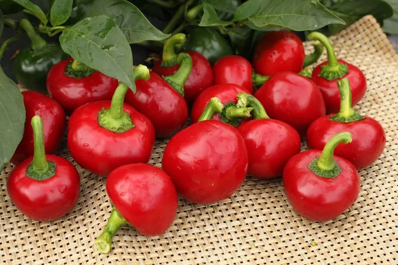 Cherry Pepper
