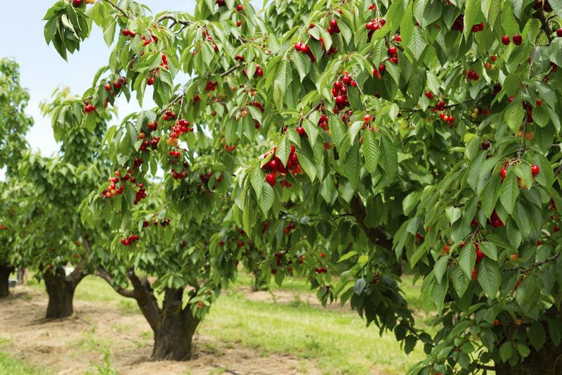 Cherry Trees