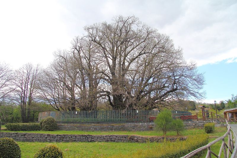 Chestnut Tree of One Hundred Horses, Sicily