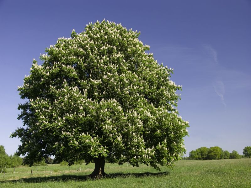 Chestnut Tree