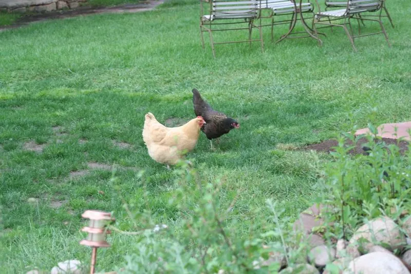 Chicken Lawn Patrol