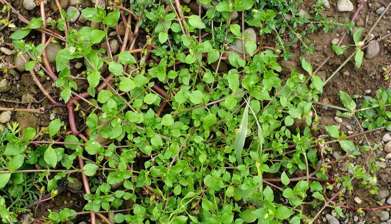 Chickweed