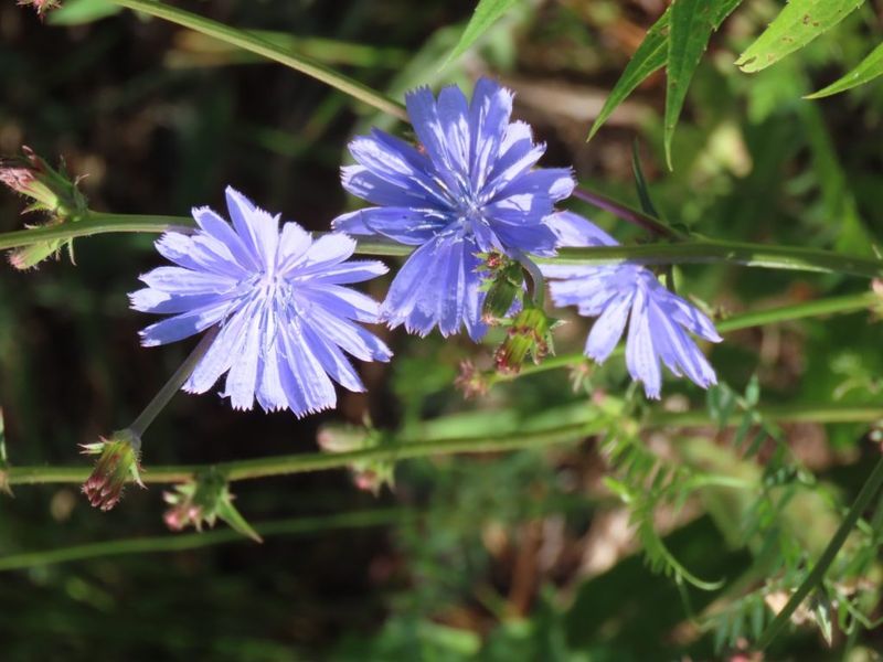 Chicory