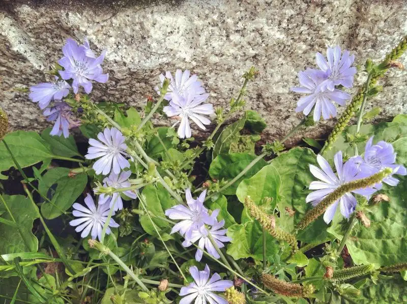 Chicory