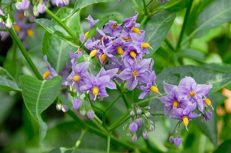 Chilean Potato Vine