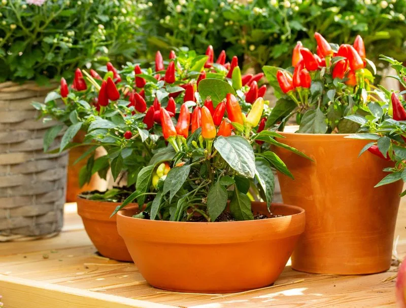Chili