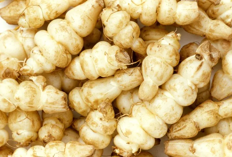 Chinese Artichoke