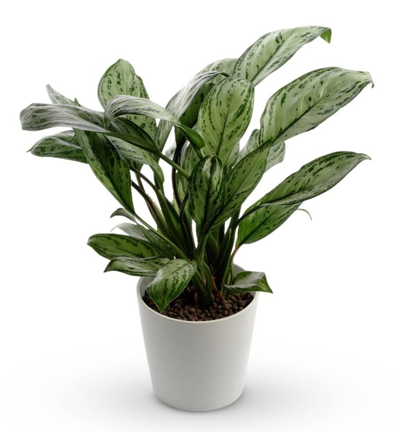 Chinese Evergreen