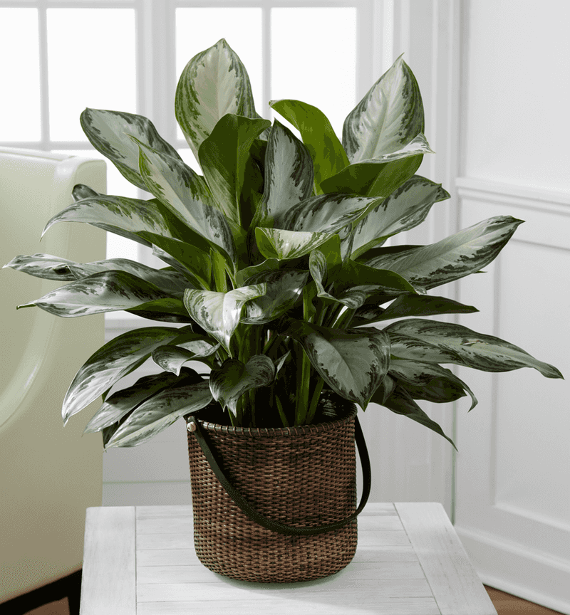 Chinese Evergreen