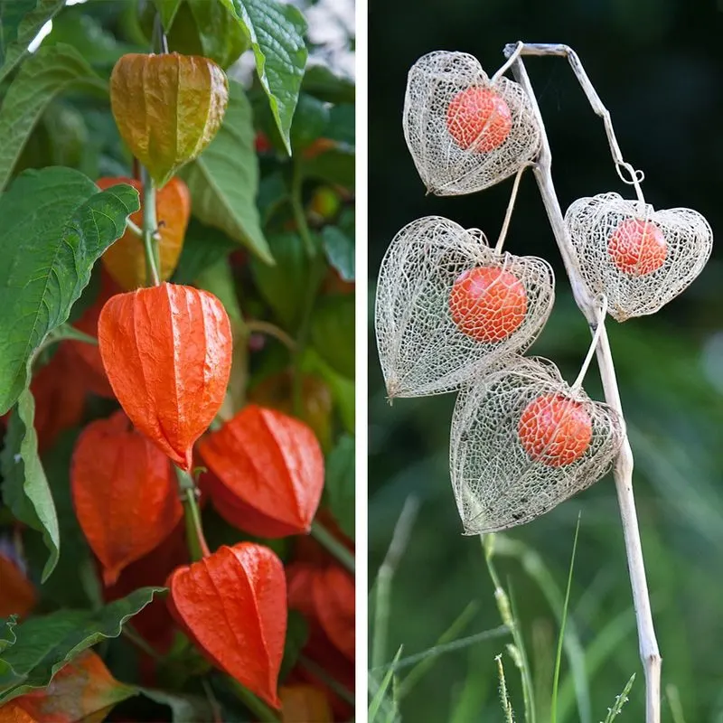 Chinese Lantern