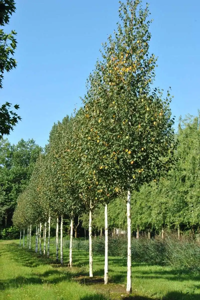 Chinese Red Birch