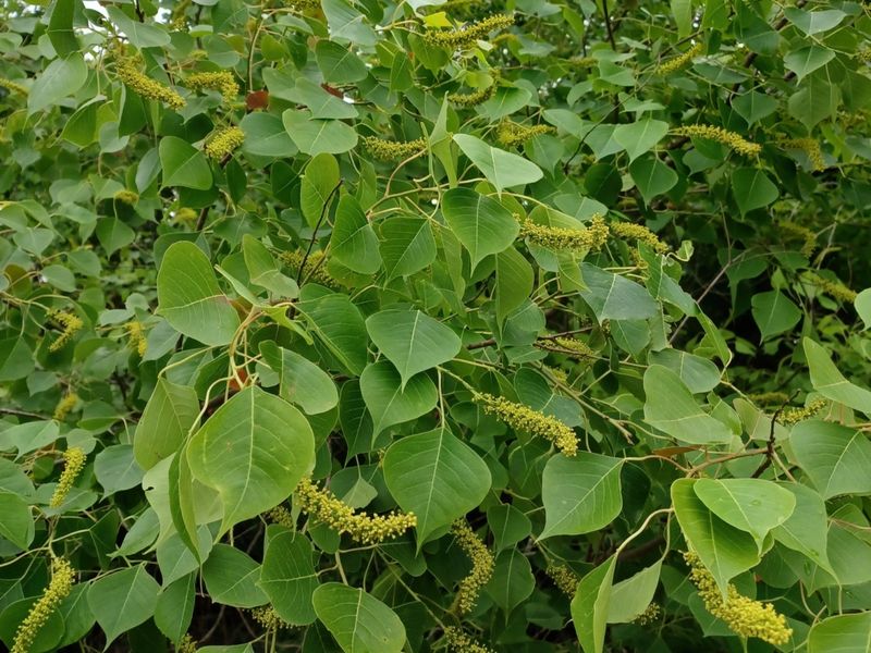 Chinese Tallow Tree