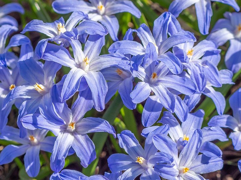 Chionodoxa