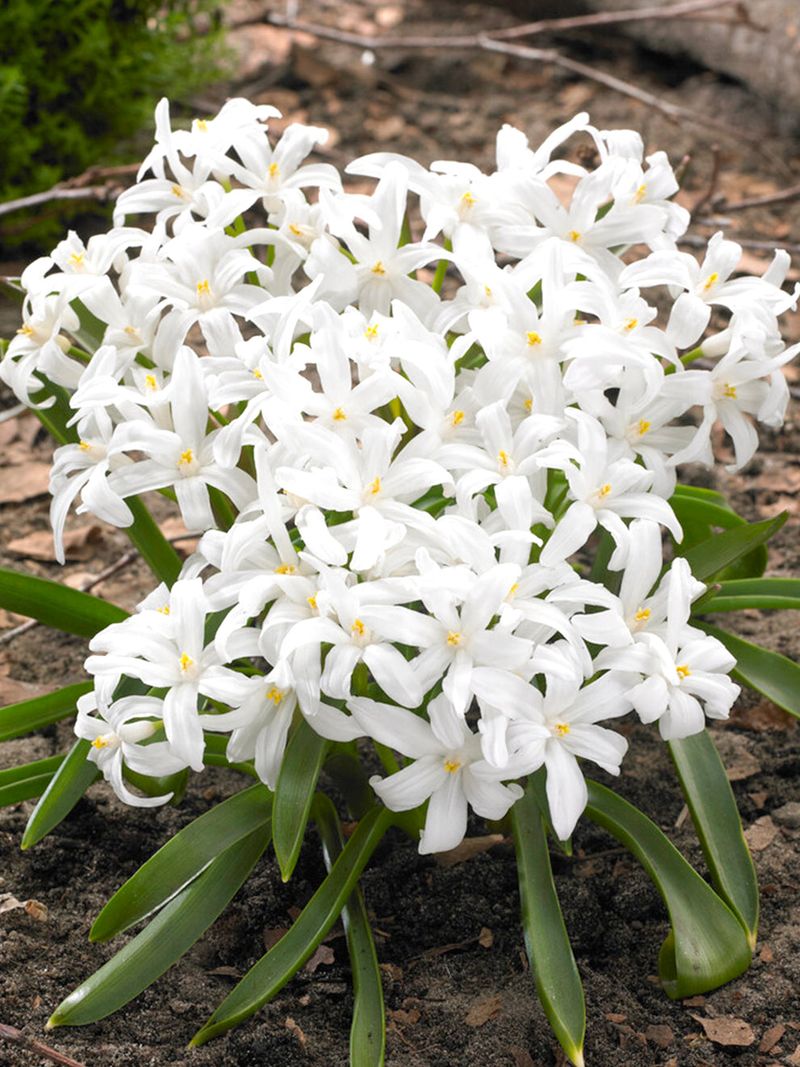 Chionodoxa