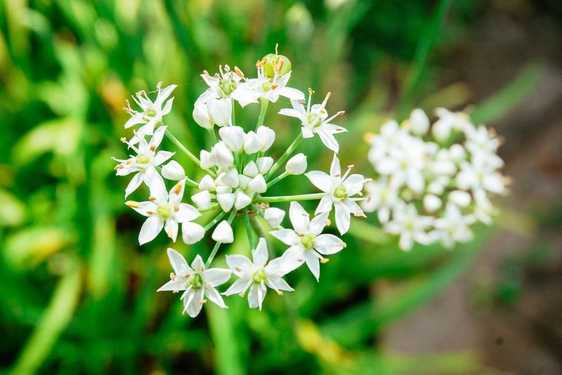 Chive Blossoms