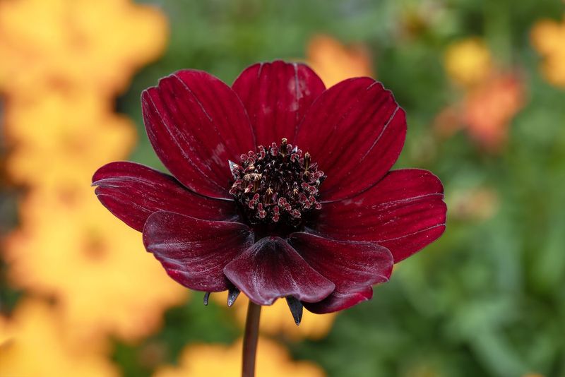 Chocolate Cosmos