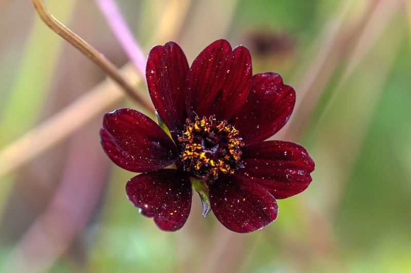 Chocolate Cosmos