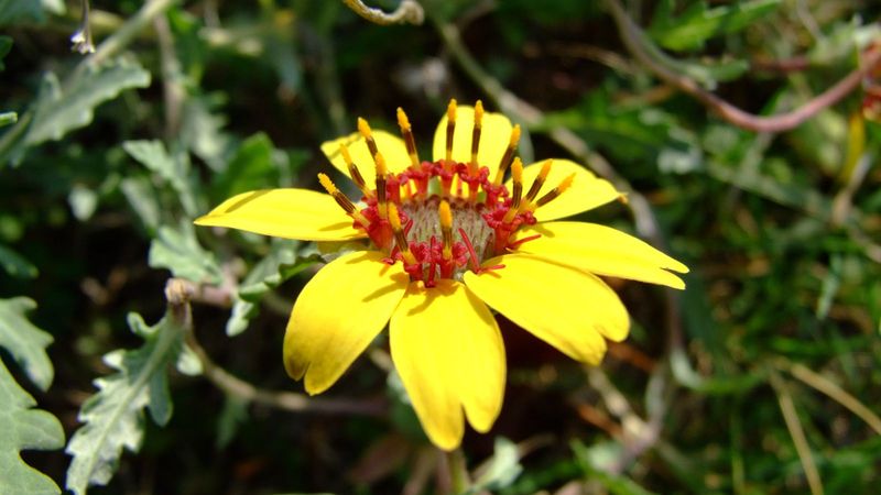 Chocolate Flower