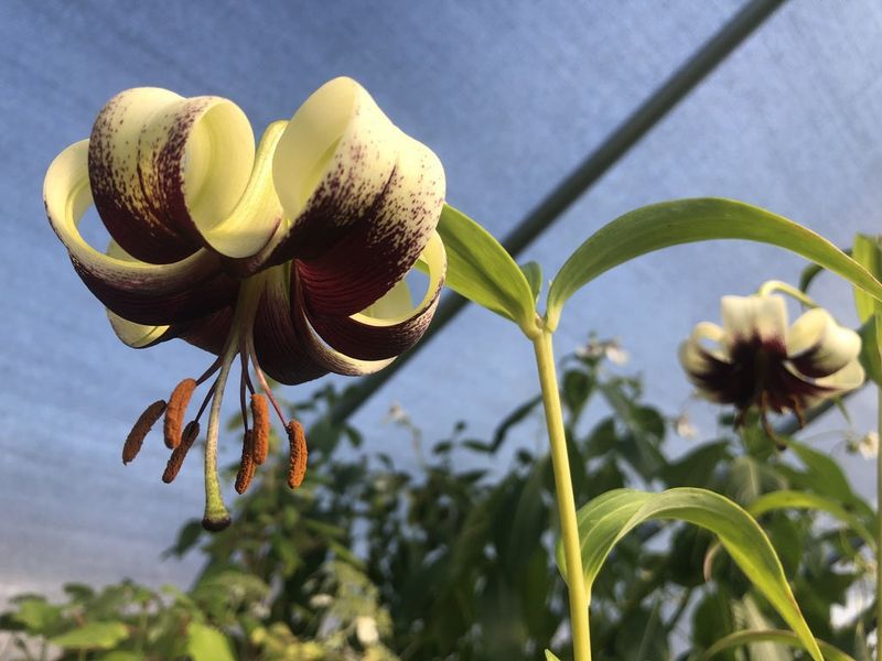 Chocolate Swirl Lily