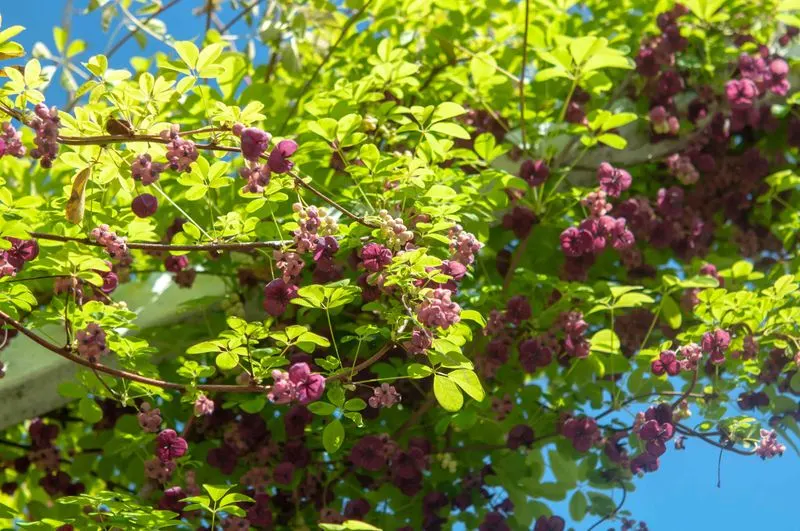 Chocolate Vine