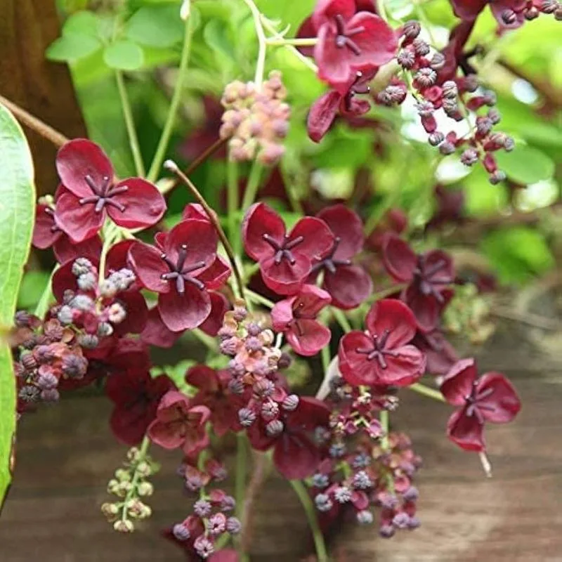 Chocolate Vine (Akebia quinata)