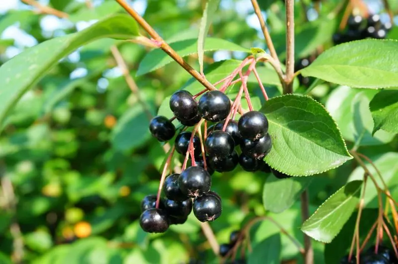 Chokeberry