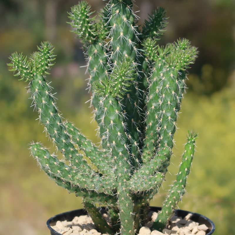 Cholla Cactus