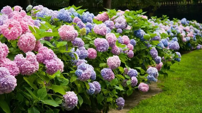 Choose Perennial Plants