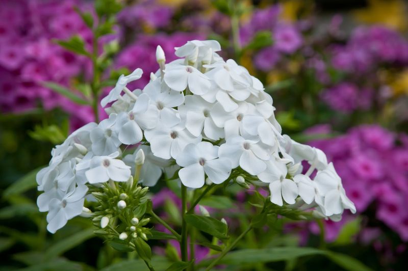 Choose the Right Phlox Variety