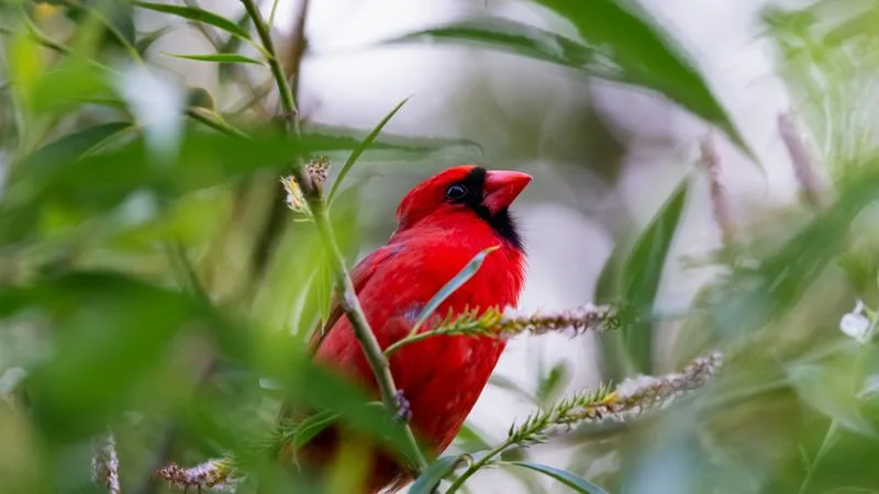 Choosing Native Plants