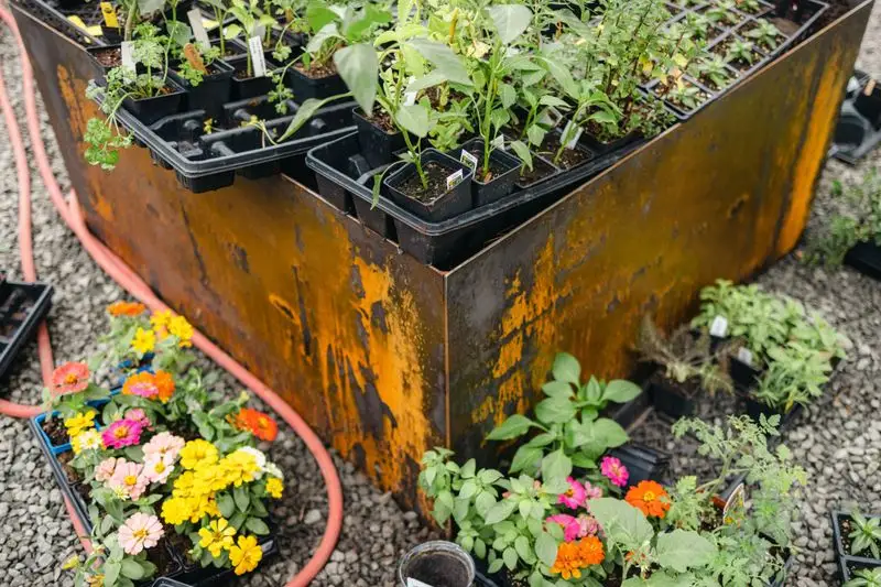 Choosing Unsuitable Plants for Climate