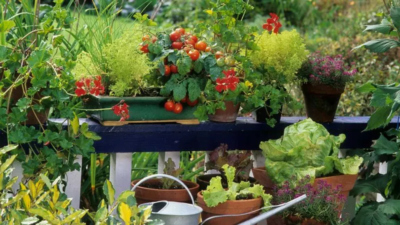 Choosing the Right Vegetables