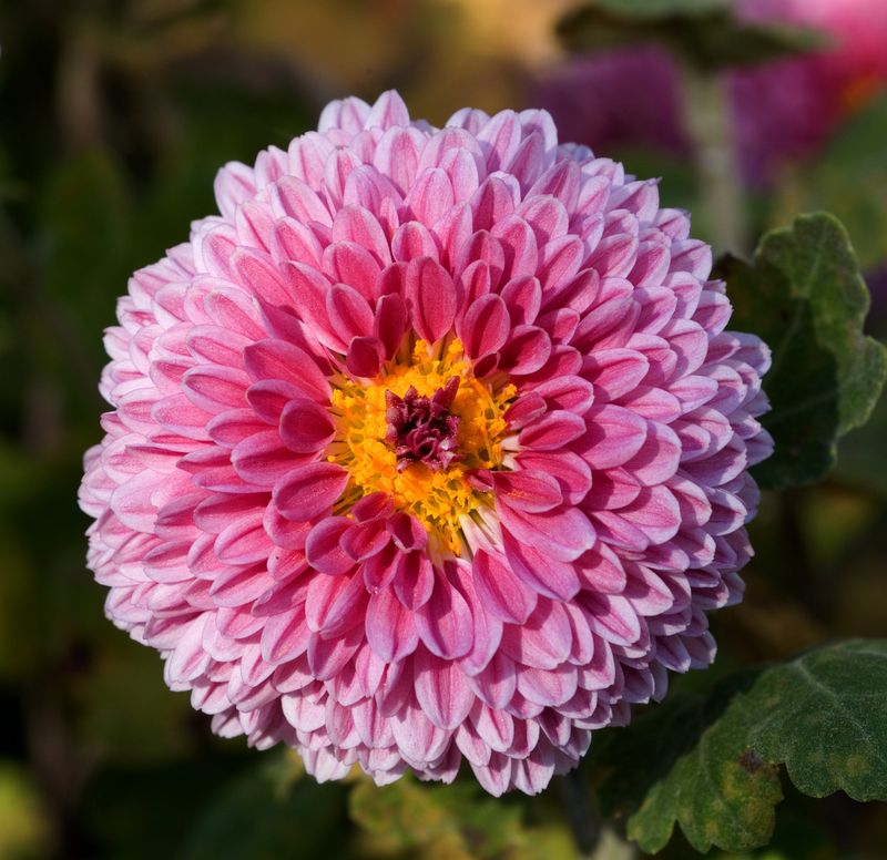 Chrysanthemum