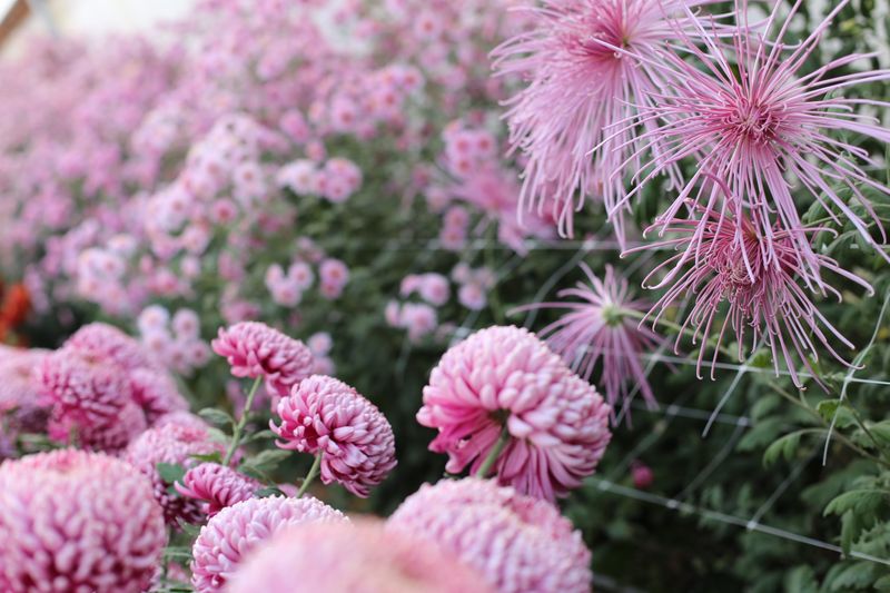 Chrysanthemum