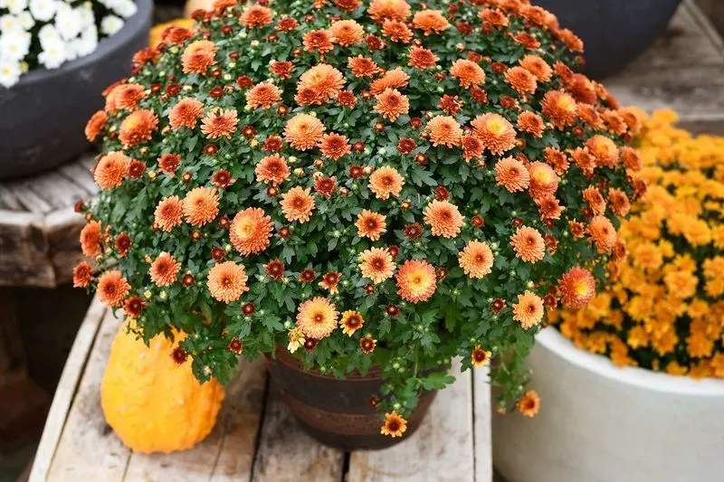 Chrysanthemums