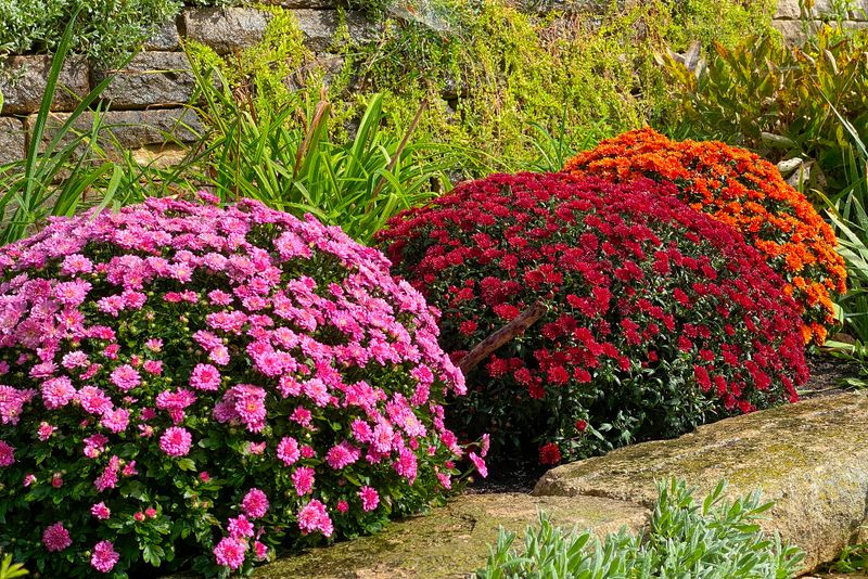 Chrysanthemums