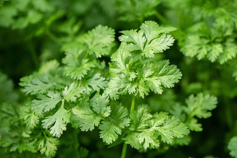 Cilantro