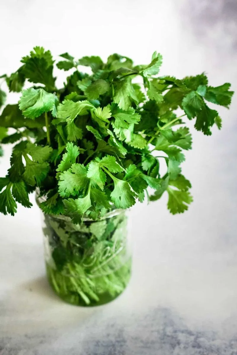 Cilantro