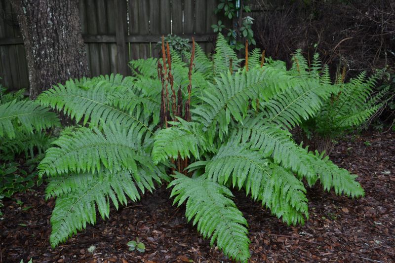 Cinnamon Fern